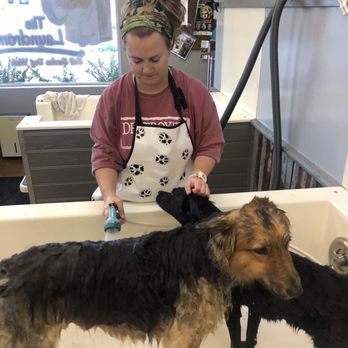 The Laundromutt - Pet Groomers Near Me - Eugene, Oregon