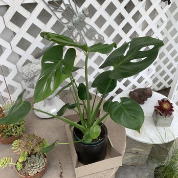 M & M Nursery - Nurseries & Gardening Near Me - Orange, California