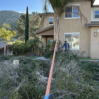 Marts Tree Service - Palm Tree ready to Remove - Tree Services Near Me Marts Tree Service - Palm Tree ready to Remove - Tree Services Near Me