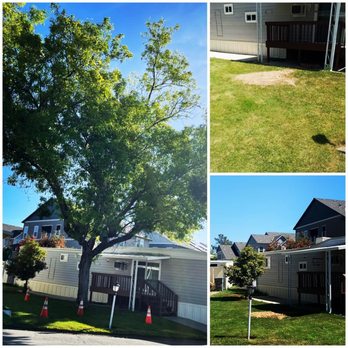 All Green Tree Service - Before and after tree removal Pictures done All Green Tree Service Inc - Tree Services Near Me - Oroville, California All Green Tree Service - Before and after tree removal Pictures done All Green Tree Service Inc - Tree Services Near Me - Oroville, California
