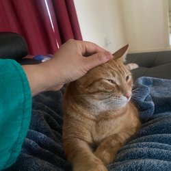 Somerset Regional Animal Shelter - Ginger