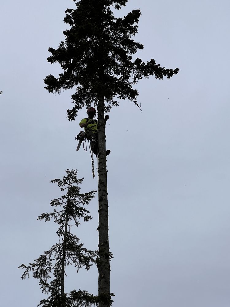 Polar Tree and Engine Care - tree service in Wasilla, AK