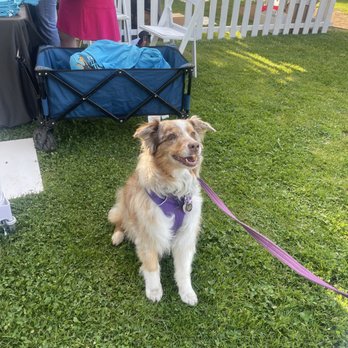 Wiggle Waggle Walk - Yelp celebrity pup - Betty Mae. I love her! - Community Service/Non-Profit Near Me - Pasadena, California Wiggle Waggle Walk - Yelp celebrity pup - Betty Mae. I love her! - Community Service/Non-Profit Near Me - Pasadena, California