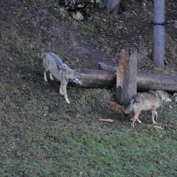 Juraparc - Zoos Near Me - Vallorbe, VD