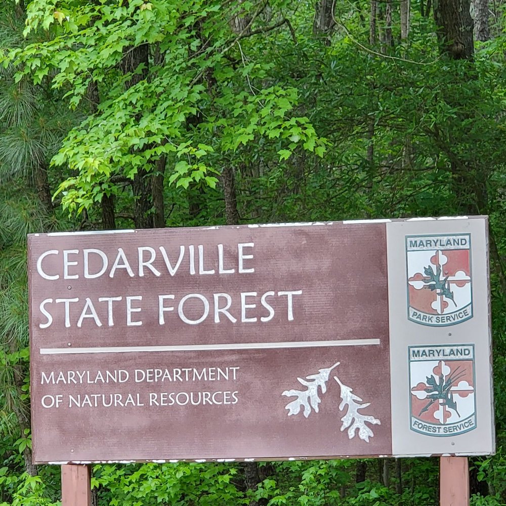 Cedarville State Forest - Parks Near Me - Brandywine, Maryland