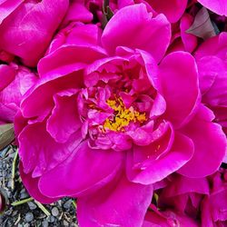 Adeline's Peonies