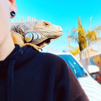 The Wise Frog - Exotic Reptiles - Reptile Shops Near Me - Tulare , California