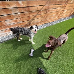Main St Doggy Daycare