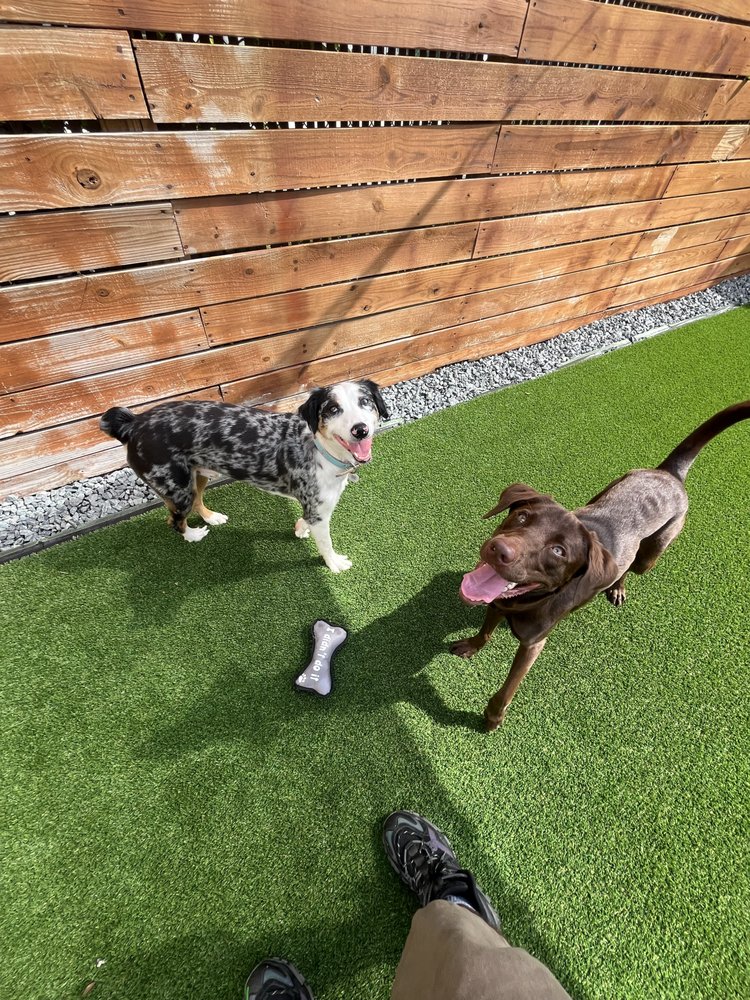 Main St Doggy Daycare - pet boarding facility in Fort Lauderdale, FL