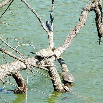 Eagle Mountain Park - Turtles - Hiking Near Me - Fort Worth, Texas