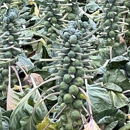 Brussels still in the field, pruned for cutting. Brussels still in the field, pruned for cutting.