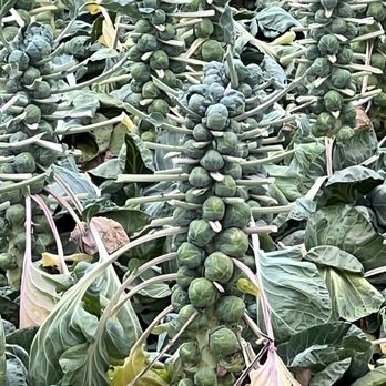 Farmer's Daughter - Brussels still in the field, pruned for cutting. - Fruits & Veggies Near Me - Moss Beach, California Farmer's Daughter - Brussels still in the field, pruned for cutting. - Fruits & Veggies Near Me - Moss Beach, California