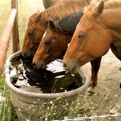 Fiddler's Green - This image captures three brown horses lined up with their heads close together, drinking water from a large, round trough ne...