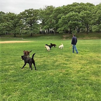 Community Canine - My dog can now safely play off leash! - Pet Training Near Me