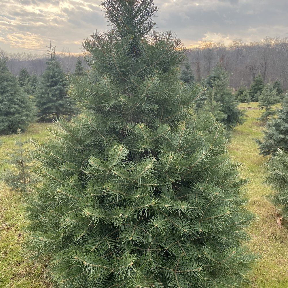 Schrempp's Christmas Tree Farm - Christmas Trees Near Me - Clinton, Connecticut Schrempp's Christmas Tree Farm - Christmas Trees Near Me - Clinton, Connecticut