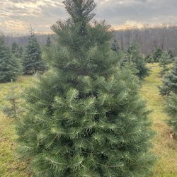Schrempp's Christmas Tree Farm