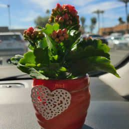 A cute Valentine's Day plant.