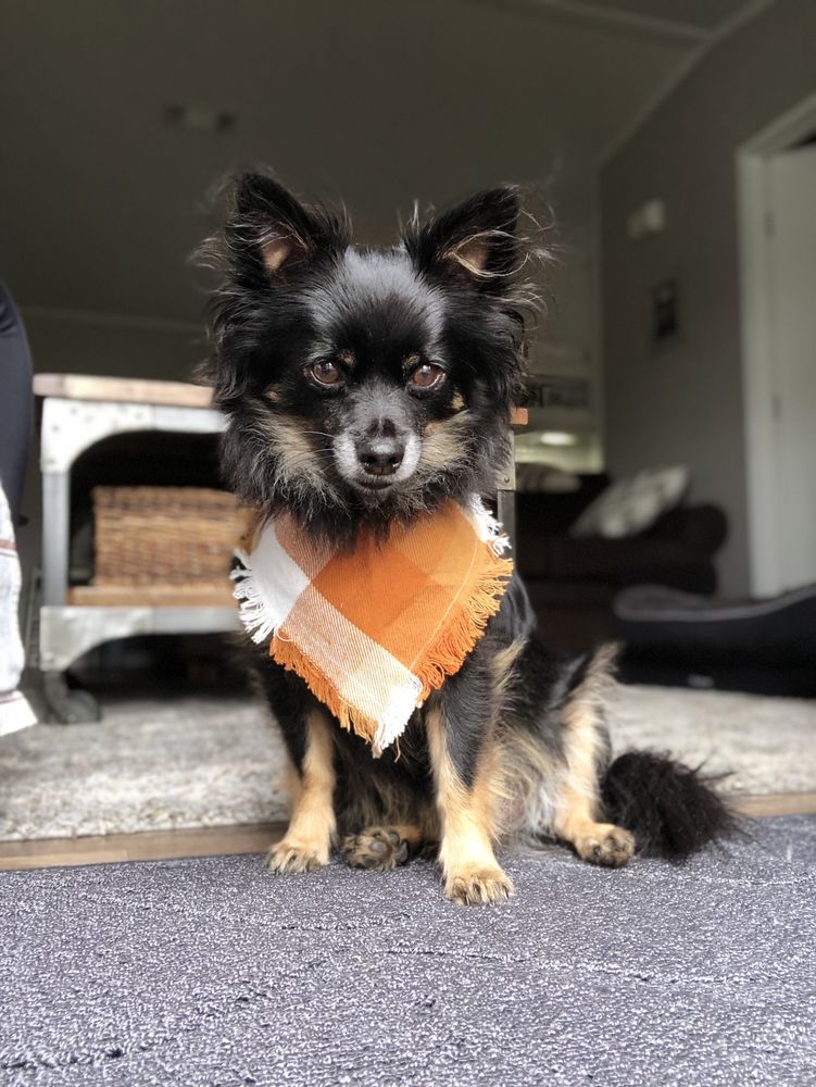 Pet Center - Grooming Image
