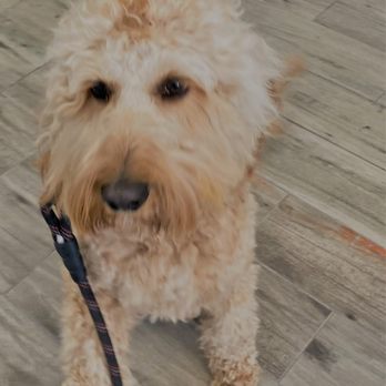 Immaculate Paws - Looking sharp after his bath & trim - Pet Groomers Near Me - Riverside, California Immaculate Paws - Looking sharp after his bath & trim - Pet Groomers Near Me - Riverside, California