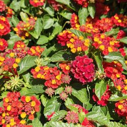 Good News Gardening - Lantana