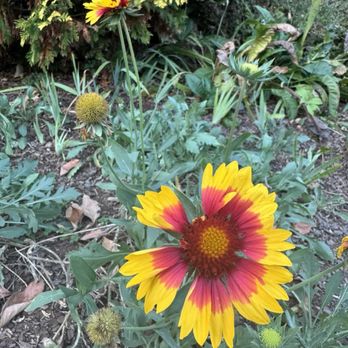 Greensboro Arboretum - Gaillardia aristata - Botanical Gardens Near Me - Greensboro, North Carolina Greensboro Arboretum - Gaillardia aristata - Botanical Gardens Near Me - Greensboro, North Carolina