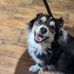 Savor Pint - Savor is well behaved doggo friendly!