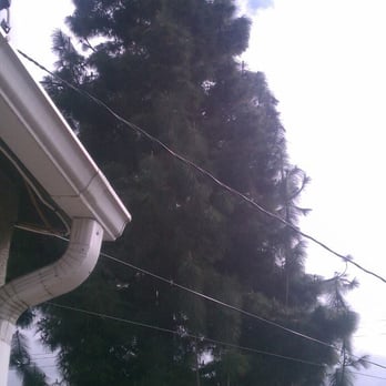 Golden State Tree Service - Tree Services Near Me - Glendora, California Golden State Tree Service - Tree Services Near Me - Glendora, California