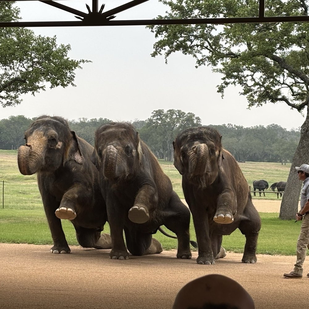The Preserve - Elephant Ladies showing off their tricks - Zoos Near Me - Fredericksburg, Texas