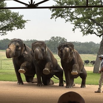 The Preserve - Elephant Ladies showing off their tricks - Zoos Near Me - Fredericksburg, Texas The Preserve - Elephant Ladies showing off their tricks - Zoos Near Me - Fredericksburg, Texas