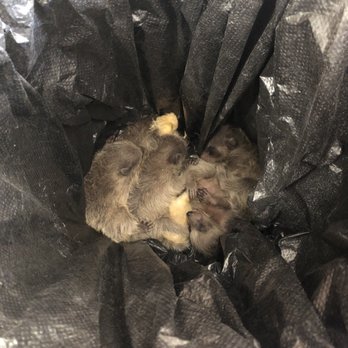 Wildlife Detectives - 5 baby raccoons carefully removed from my ceiling - Pest Control Near Me - San Rafael, California Wildlife Detectives - 5 baby raccoons carefully removed from my ceiling - Pest Control Near Me - San Rafael, California