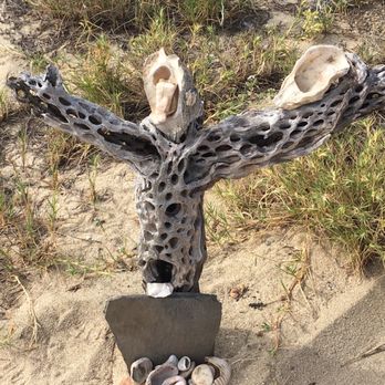 Cabo Adventures - Choya skeleton at Tierra Sangrada - Boat Tours Near Me - Cabo San Lucas, BCS Cabo Adventures - Choya skeleton at Tierra Sangrada - Boat Tours Near Me - Cabo San Lucas, BCS