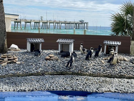 Gulfarium Marine Adventure Park by null