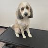 Elegant Dog Grooming gift card