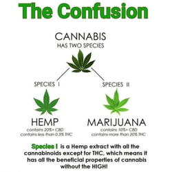 MJMD Cannabis Clinic