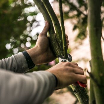 Arbor Art Tree Care - Tree Services Near Me - Nashville, Tennessee Arbor Art Tree Care - Tree Services Near Me - Nashville, Tennessee