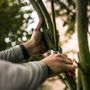 Photo of Arbor Art Tree Care