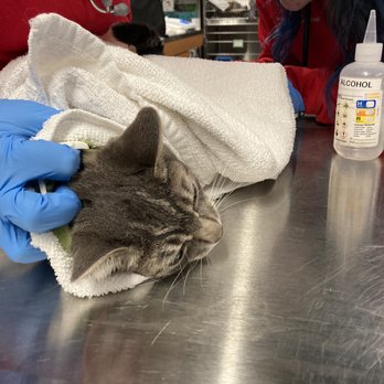 Veterinary Emergency Group - Cat when they are drawing blood. - Emergency Pet Hospital Near Me - Denver, Colorado Veterinary Emergency Group - Cat when they are drawing blood. - Emergency Pet Hospital Near Me - Denver, Colorado