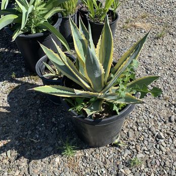 El Rancho Nursery - Nurseries & Gardening Near Me - Vacaville, California