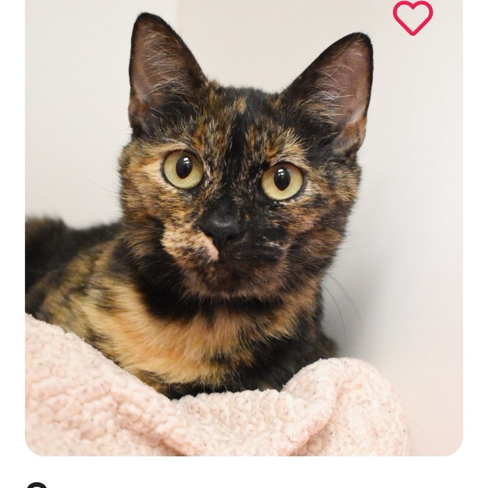 TOP 10 BEST PET ADOPTION IN WEST PALM BEACH, FL - UPDATED 2026 - QUALITY &  AFFORDABILITY - YELP