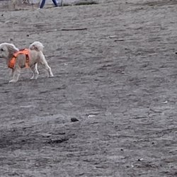 Kennebunk Dog Park