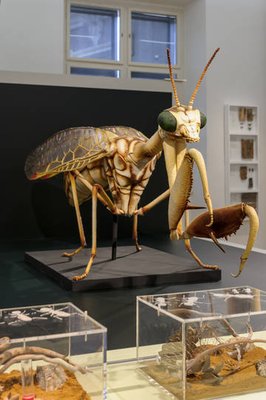 Naturkundemuseum by null