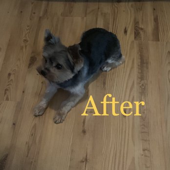 PetSmart Dog Training - After Katrina! - Pet Stores Near Me - Round Rock, Texas PetSmart Dog Training - After Katrina! - Pet Stores Near Me - Round Rock, Texas