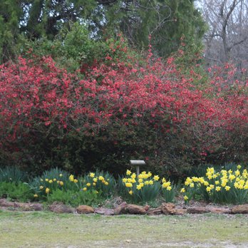 Hancock's Resolution Park - Flowering Quince and Daffodils - Parks Near Me - Pasadena, Maryland Hancock's Resolution Park - Flowering Quince and Daffodils - Parks Near Me - Pasadena, Maryland