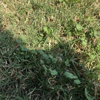 Greenleaf Lawn - Weeds in my lawn - Landscaping Near Me - Tulsa, Oklahoma Greenleaf Lawn - Weeds in my lawn - Landscaping Near Me - Tulsa, Oklahoma