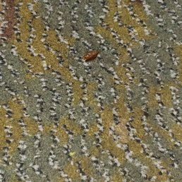 a small bug on a carpet a small bug on a carpet