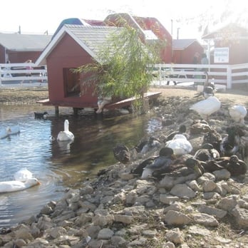 Johansen Farms - Ducks & Geese - Zoos Near Me - Bolingbrook, Illinois