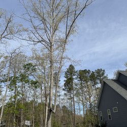 Velazquez Tree Service - Large branch that was cut