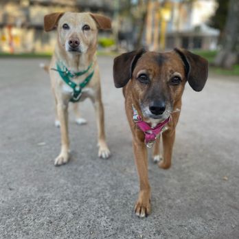 Mandalay Bond Pet Services - Dog Walkers Near Me Mandalay Bond Pet Services - Dog Walkers Near Me