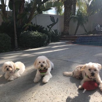 Paws At Main - Pet Groomers Near Me - Corona, California Paws At Main - Pet Groomers Near Me - Corona, California