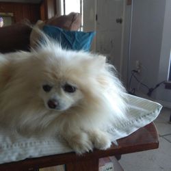 Eastside Animal Clinic - Pixie...siempre especiale!